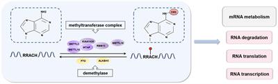 N6-Methyladenosine RNA Modification in Inflammation: Roles, Mechanisms, and Applications